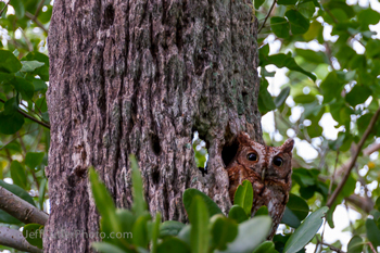 owl-in-tree