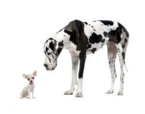Chihuahua And Great Dane Authority